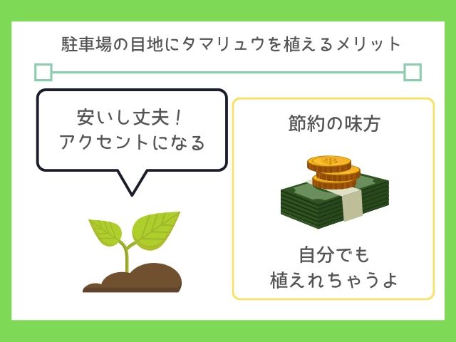 タマリュウは定番の外構に使える植物