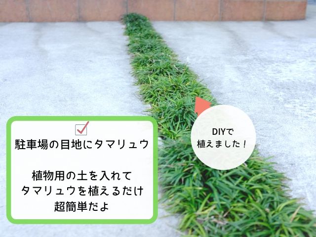 駐車場の目地にタマリュウを植えるってどう 注意点とdiyのコツを紹介 Ryotaハウス